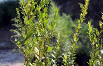 Comino afforestation project to start, 3,600 trees to be planted
