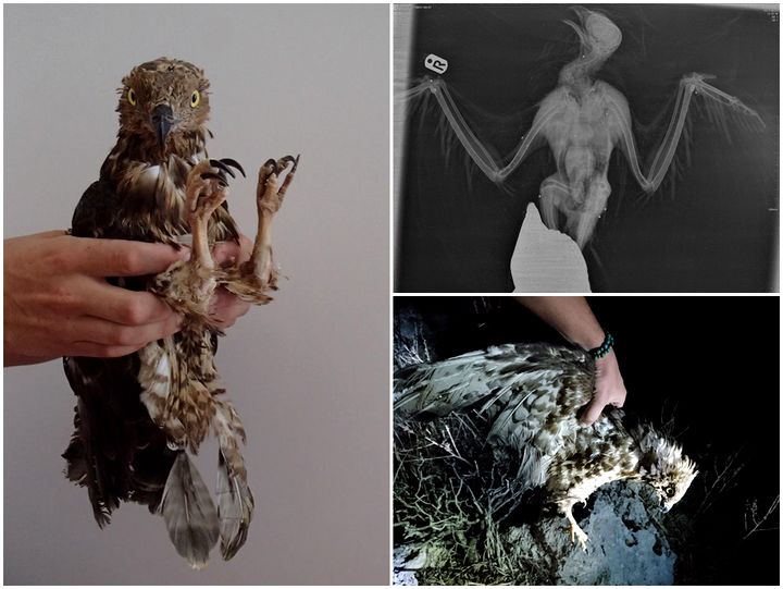 BirdLife receives 2 shot protected birds of prey in under a week