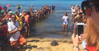 NTM successfully releases 3 more turtles after months of rehabilitation