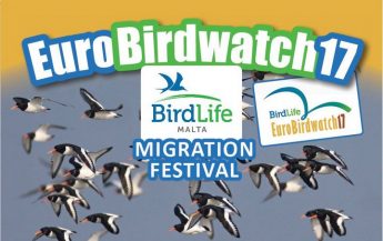 BirdLife Malta Migration Festival: Bird ringing, and raptor migration