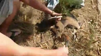 Update: BirdLife retrieves 2 injured birds today a Honey Buzzard and Purple Heron