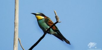 Call to suspend hunting season “absurd and illogical” – KSU