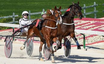 Gozo Horse Racing Association Shetland and trot races this Saturday