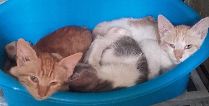 Gozo SPCA kittens waiting for loving homes