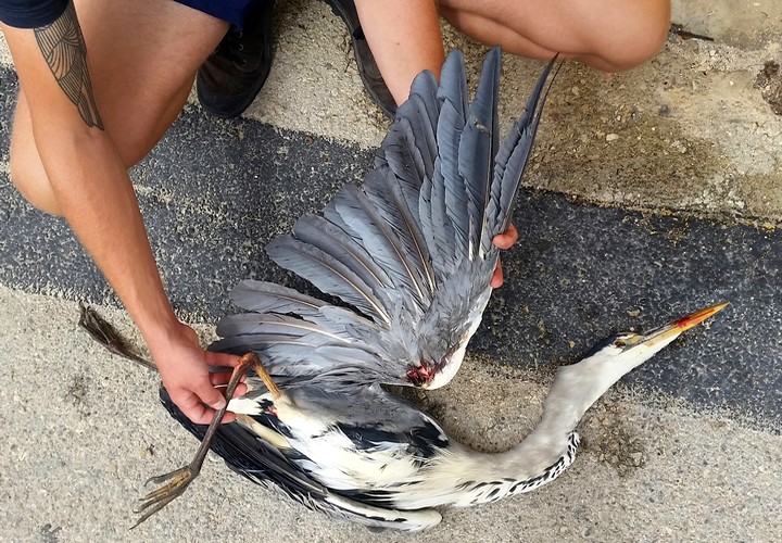 Two protected herons shot in one day in Gozo and Malta