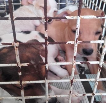 3 little terrier puppies and 18 playful kittens all waiting for loving homes