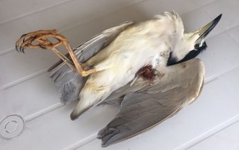 Two protected herons shot in one day in Gozo and Malta