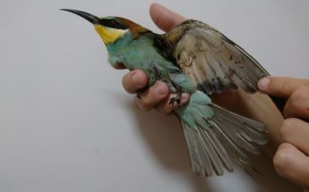 Another European Bee-eater shot, the second in as many days