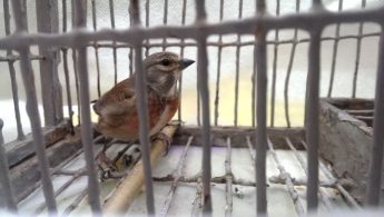 BirdLife Malta criticises decision to open trapping season