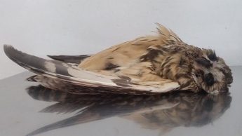 Budget: No commitment seen in terms of bird protection – BLM