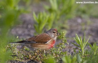 CABS slams the government for opening bird trapping season