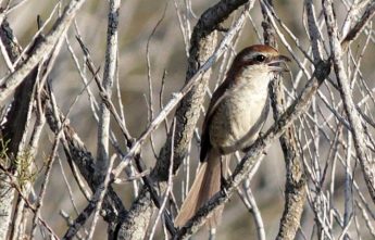 BirdLife confirms first record of a rare Brown Shrike in Malta