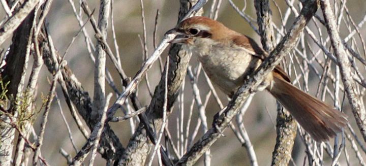 BirdLife confirms first record of a rare Brown Shrike in Malta