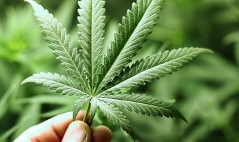 ReLeaf welcomes steps towards legalising medicinal cannabis ReLeaf welcomes steps towards legalising medicinal cannabis