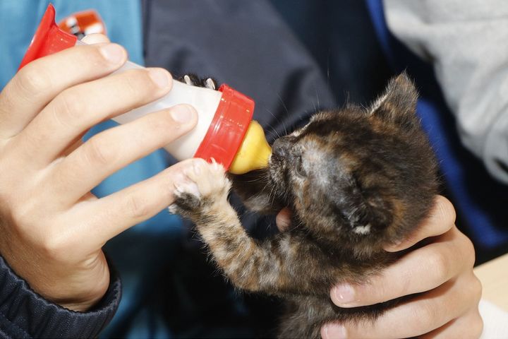National Animal Welfare Strategy public consultation launched
