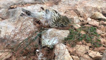 “Law and order in Malta’s countryside inexistent,” states BirdLife Malta