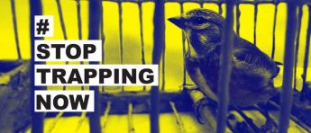 BirdLife Malta launches new stoptrappingnow campaign
