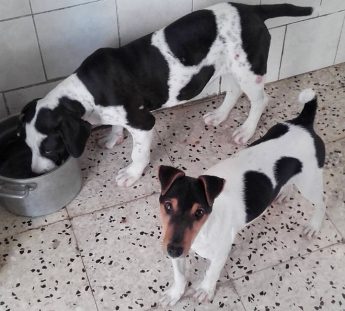 Can you offer either Sasha or Rexy a forever loving home?