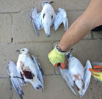 Worst autumn hunting season for illegalities comes to an end – BLM