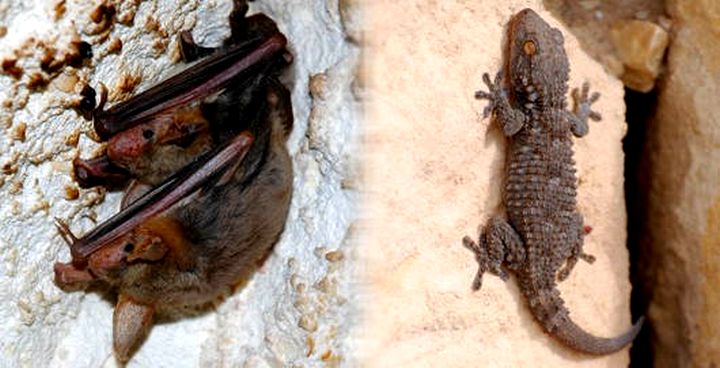 Wildlife Photographer of the Year exhibition opens on Tuesday in Gozo
