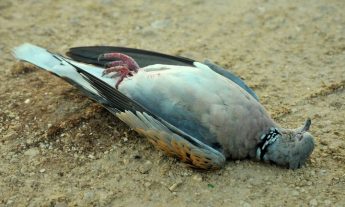 Turtle dove “at risk” with spring hunting season opening tomorrow – BLM