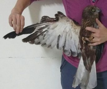Second shot Marsh Harrier received by BirdLife, this time in Malta Second shot Marsh Harrier received by BirdLife, this time in Malta