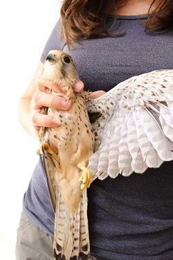 Common Kestrel shot in Siggiewi and recovered today - BirdLife Malta