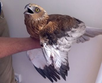 Update: Marsh Harrier with shotgun injury found by the public in Gozo Update: Marsh Harrier with shotgun injury found by the public in Gozo