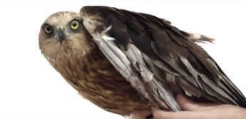 BirdLife video record of “illegalities” to be sent to European Commission