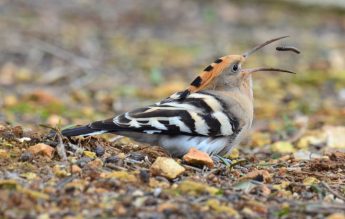 Hoopoes breed in Gozo and in the South of Malta – KSU