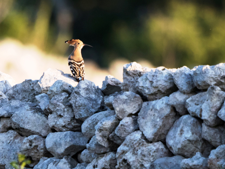 Hoopoes breed in Gozo and in the South of Malta - KSU