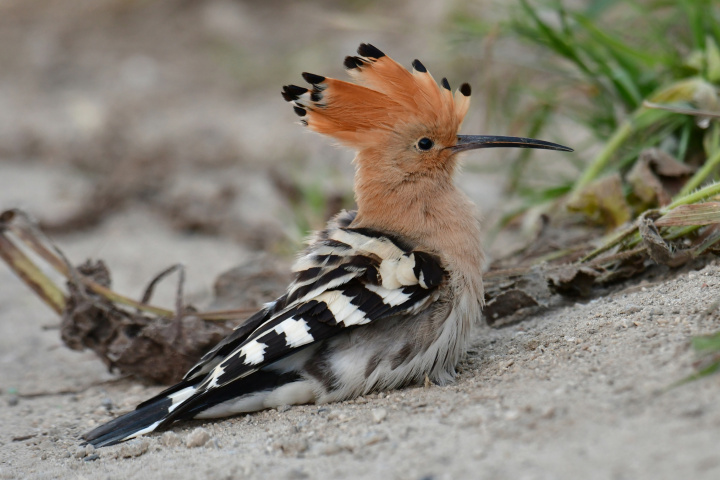 Hoopoes breed in Gozo and in the South of Malta - KSU