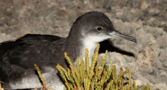 Be on the look out for stranded Yelkouan Shearwater fledglings