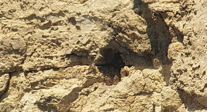 Common Kestrels successfully breed in Gozo and Malta this year