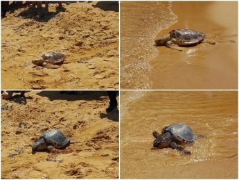 Turtles, Popeye and Catherine released today from Gnejna Bay