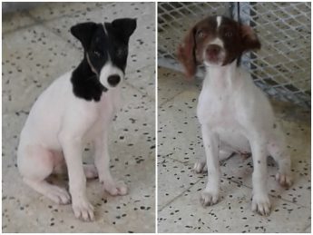 Puppies Amy and Ben are waiting for loving, forever homes Puppies Amy and Ben are waiting for loving, forever homes