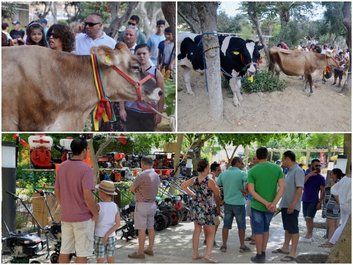 Thousands attend the traditional Santa Marija agricultural show