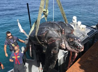 Leatherback turtle weakened by ingested plastics, died of pneumonia