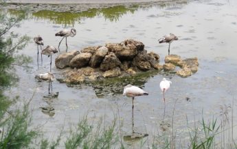 Flamingos attract hundreds of visitors, Ghadira opening on Saturday