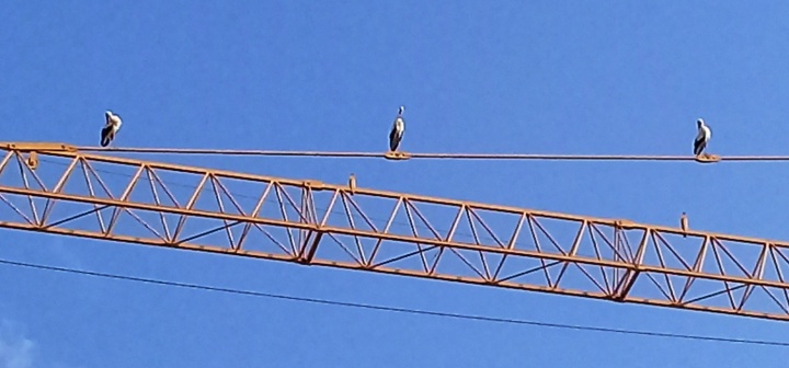 White Storks find refuge on Gozo General Hospital crane overnight