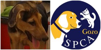 Janet is waiting at Gozo SPCA for a loving, forever home