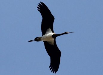 Black Storks visit Maltese Islands on Friday, “large bird” shot in Xlendi