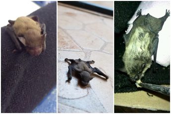 Three rescued bats successfully returned to the wild after rehabilitation