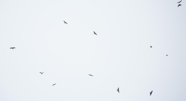 Hundreds of raptors seen migrating over the Maltese Islands on Thursday