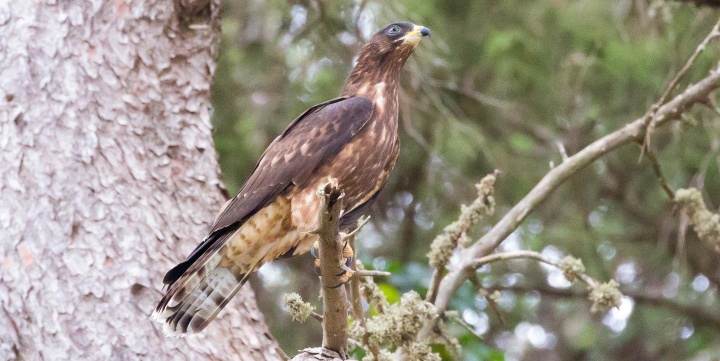 Hundreds of raptors seen migrating over the Maltese Islands on Thursday