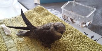 10 swift fledglings rehabilitated and released with help of public support