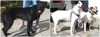 Meet 3 dogs who would love to find their own forever homes Meet 3 dogs who would love to find their own forever homes