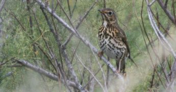 Opening trapping season on Saturday “will be a mistake” – BirdLife Opening trapping season on Saturday “will be a mistake” – BirdLife