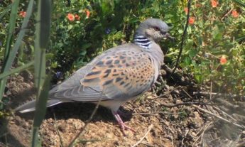 Autumn hunting for Turtle Dove is an unsatisfactory solution – KSU