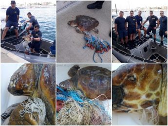 Steph the Loggerhead Turtle rescued from Xghajra today – NTM